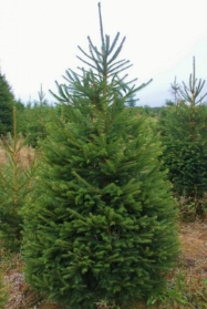 Christmas Trees